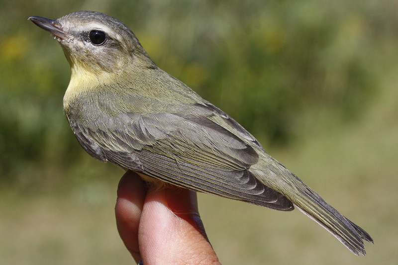 Philadelphia Vireo _MG_3032.jpg