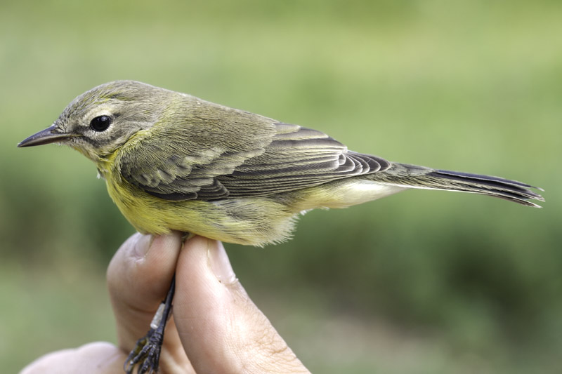 Prarie Warbler _MG_9795.jpg