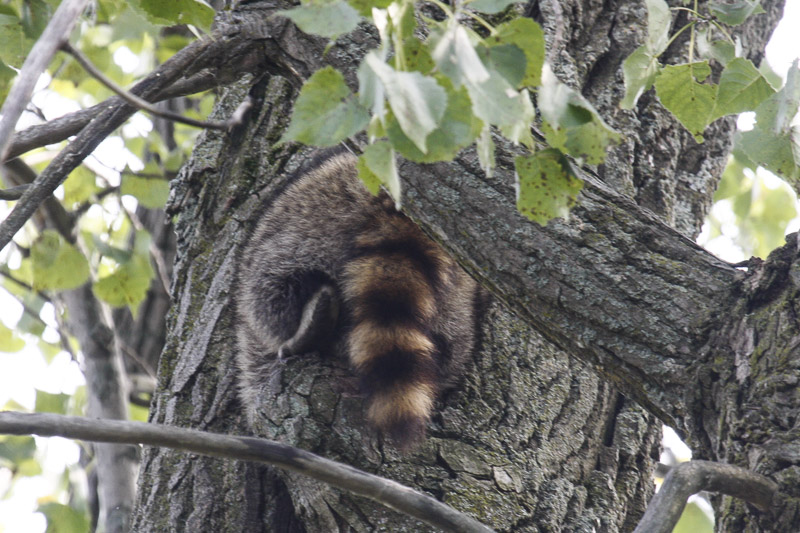 Racoon _MG_6134.jpg