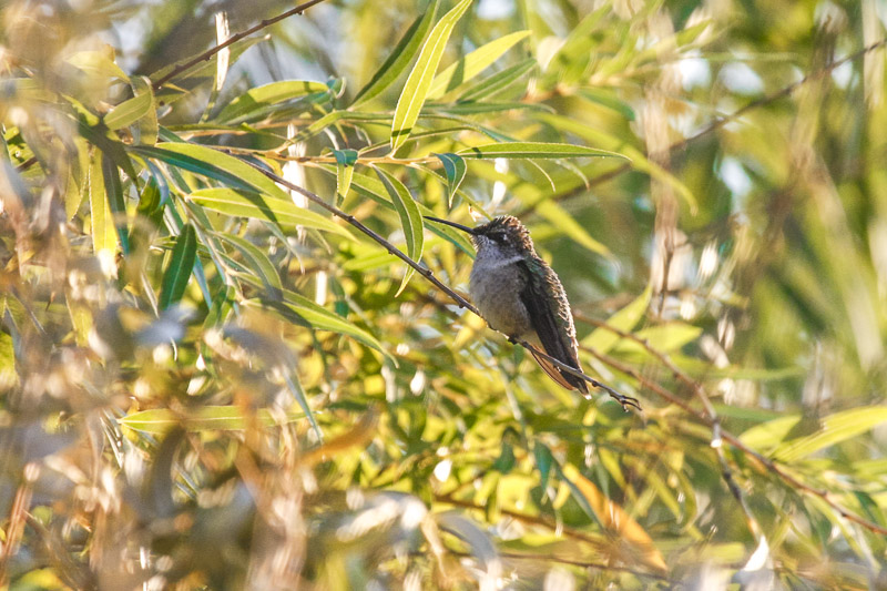 Ruby-throated Hummingbird _MG_1855.jpg