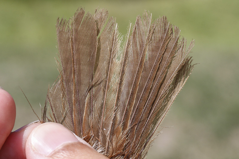 Song Sparrow _MG_0503.jpg