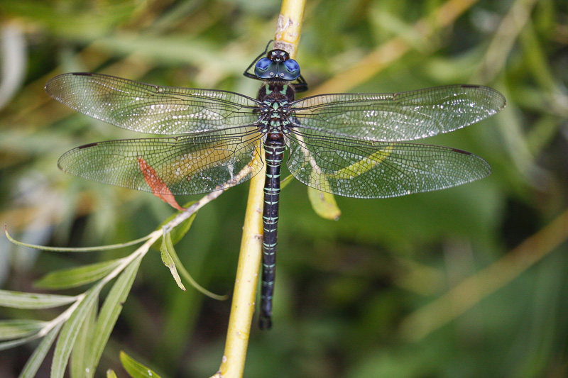 Swamp Darner _MG_1025.jpg