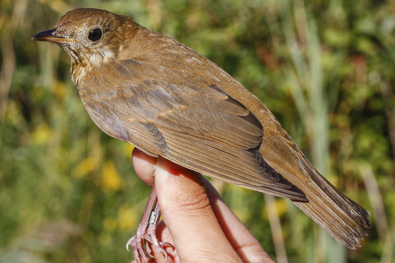Veery _MG_5703.jpg