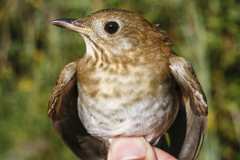 Veery _MG_5708.jpg