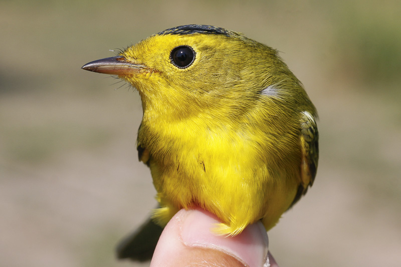 Wilsons Warbler _MG_2464.jpg