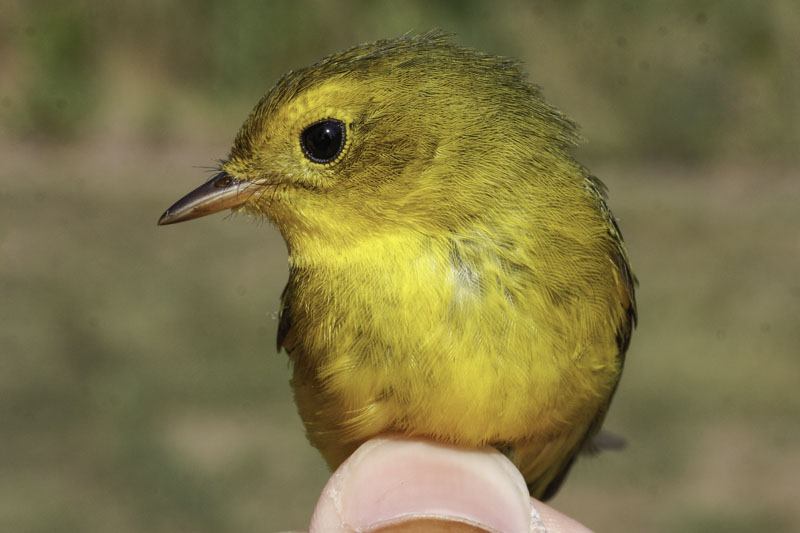 Wilsons Warbler mod _MG_2106.jpg