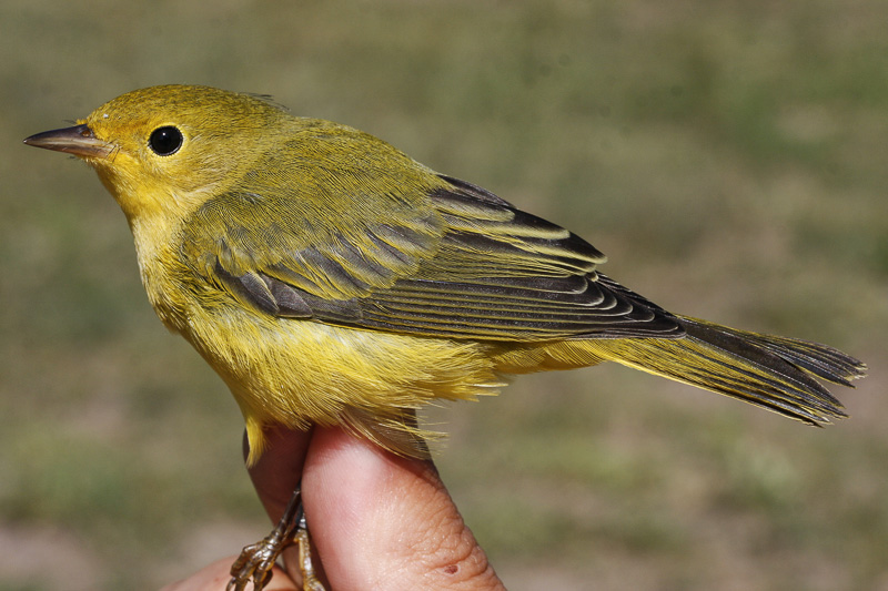 Yellow Warbler _MG_1249.jpg