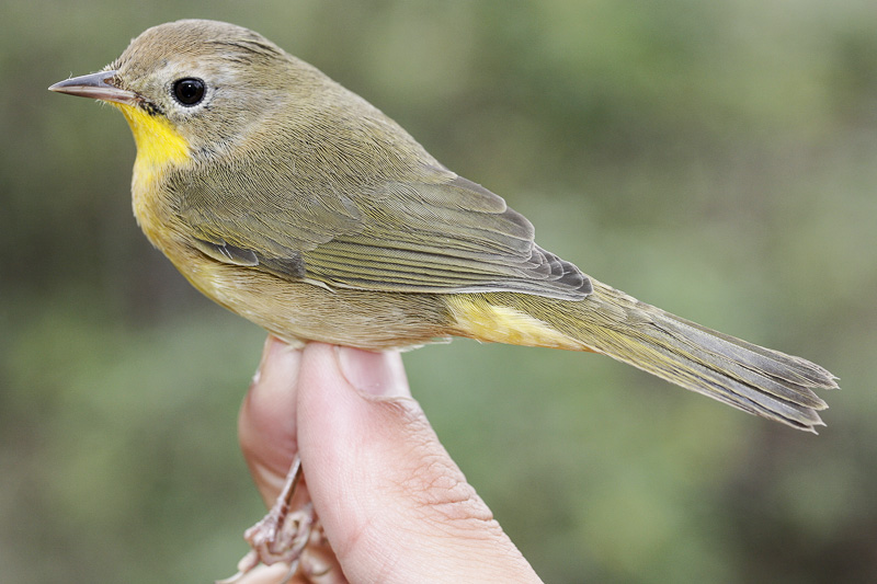 Yellowthroat _MG_4909.jpg