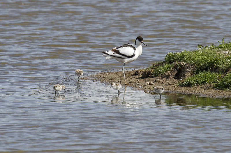 Avocet (Recurvirostra avosetta)