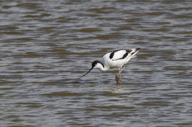 Avocet (Recurvirostra avosetta)