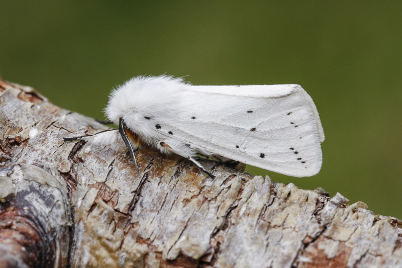 White Ermine (Spilosoma lubricipeda)
