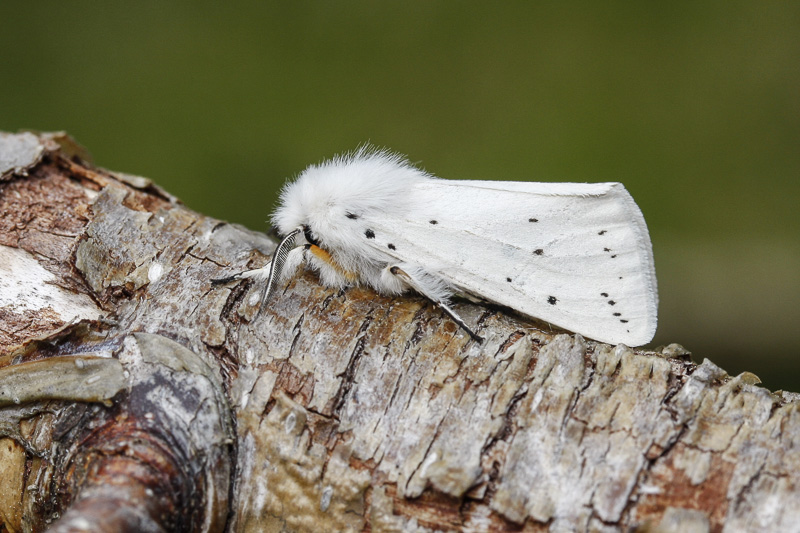White Ermine (Spilosoma lubricipeda)