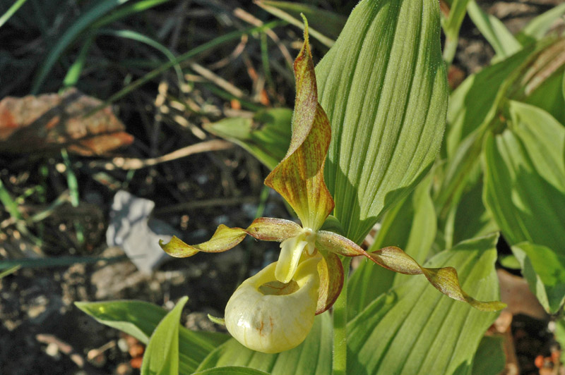 Ladys Slipper Orchid (Cypripedium calceolus)