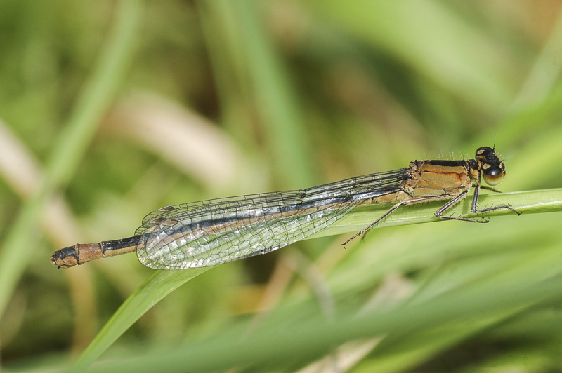 Blue-tailed Damselfly (Ischnura elegans)