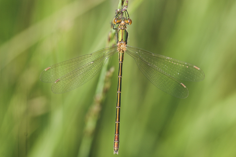 Emerald Damselfly (Lestes sponsa)
