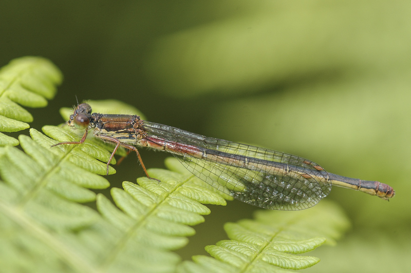 Small Red Damselfly (Ceriagrion tenellum)