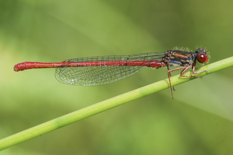 Small Red Damselfly (Ceriagrion tenellum)