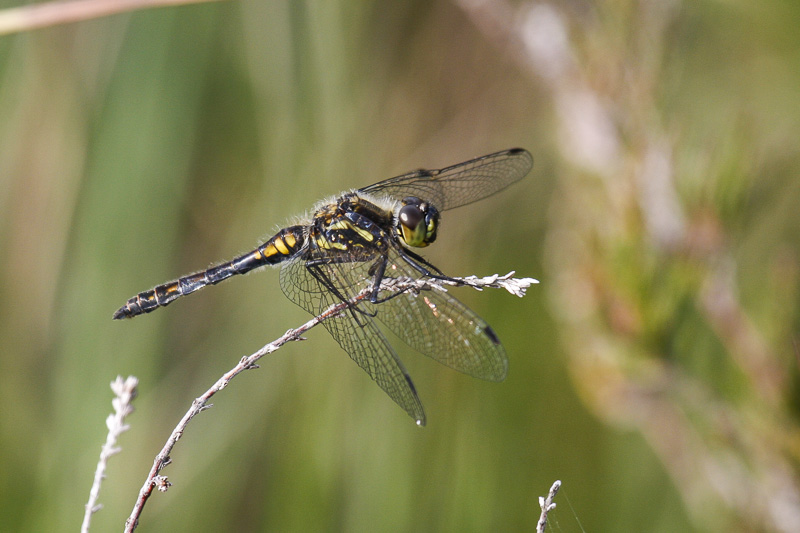 Black Darter (Sympetrum danae)