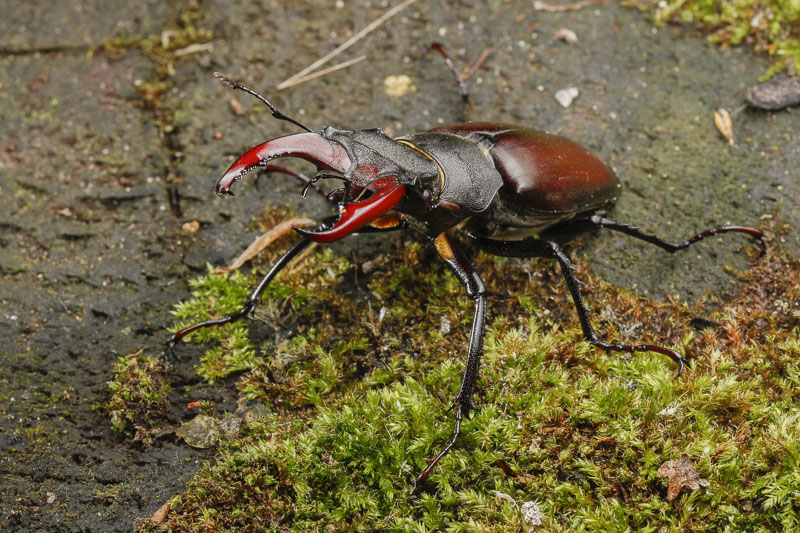 Stag Beetle (Lucanus cervus)