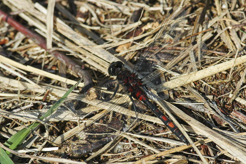 White-faced Darter (Leuchorrhinia dubia)