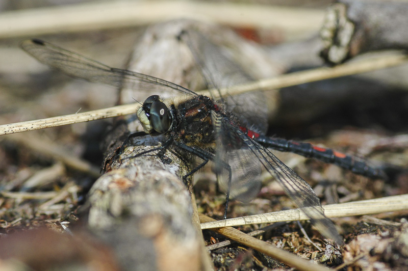 White-faced Darter (Leuchorrhinia dubia)