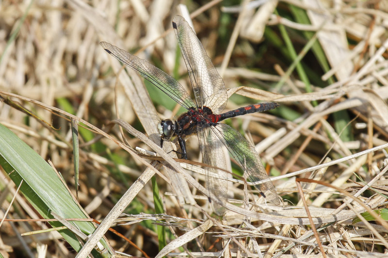 White-faced Darter (Leuchorrhinia dubia)