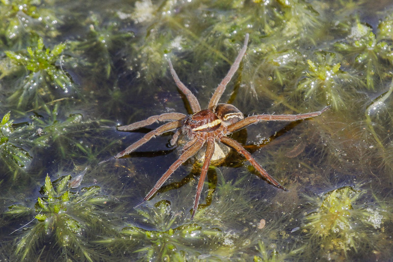 Raft Spider (Dolomedes fimbriatus)