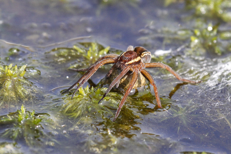 Raft Spider (Dolomedes fimbriatus)