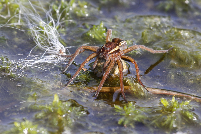 Raft Spider (Dolomedes fimbriatus)
