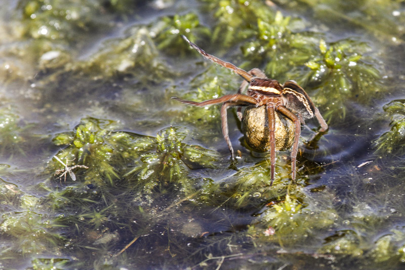 Raft Spider (Dolomedes fimbriatus)