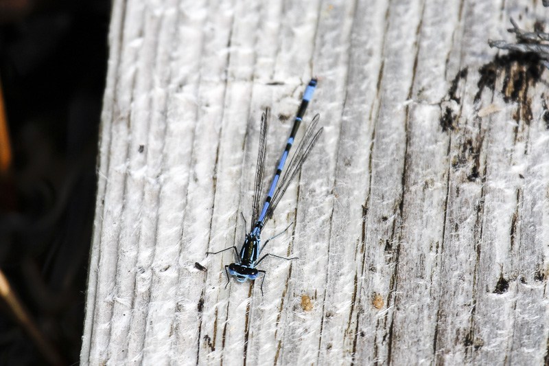 Variable Damselfly (Coenagrion pulchellum)