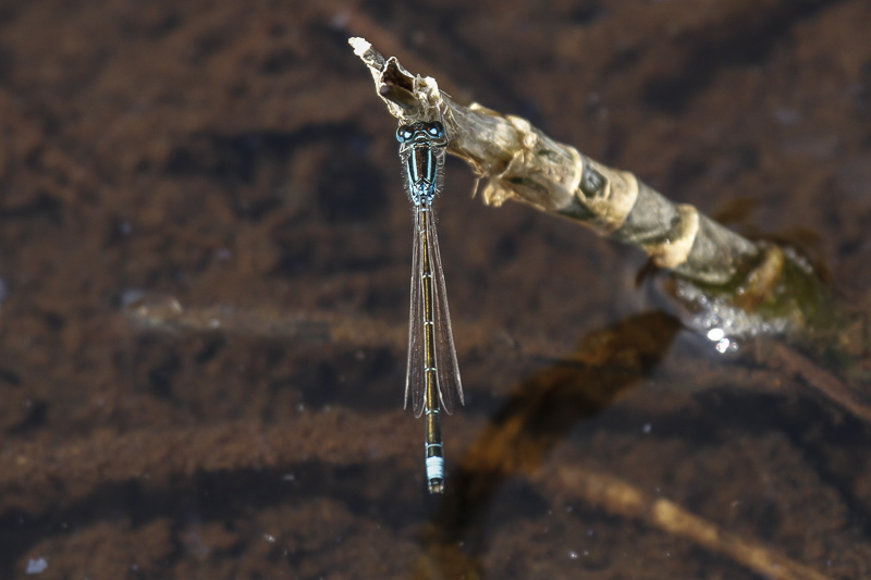 Scarce Blue-tailed Damselfly (Ischnura pumilio)