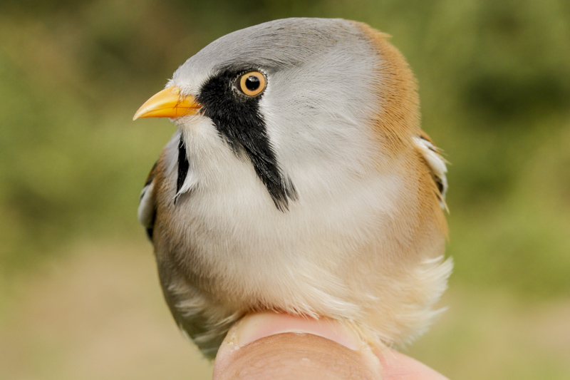 Bearded Tit (Panurus biarmicus)