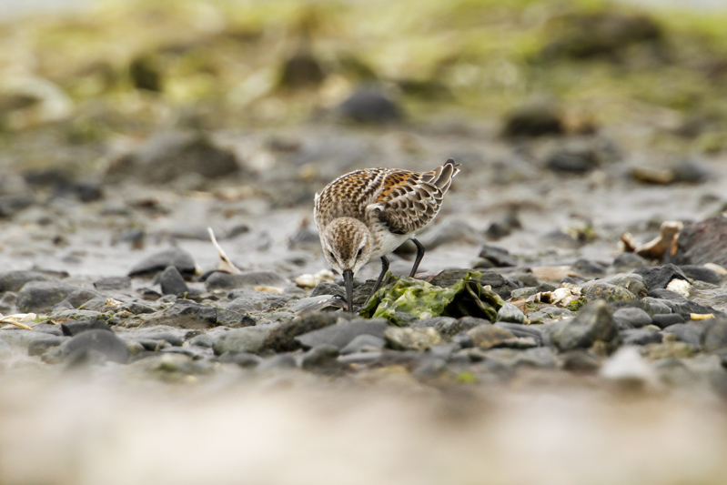 Western Sandpiper (Calidris mauri)