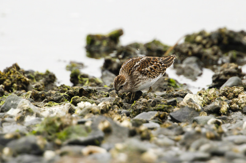 Least Sandpiper (Calidris minutilla)