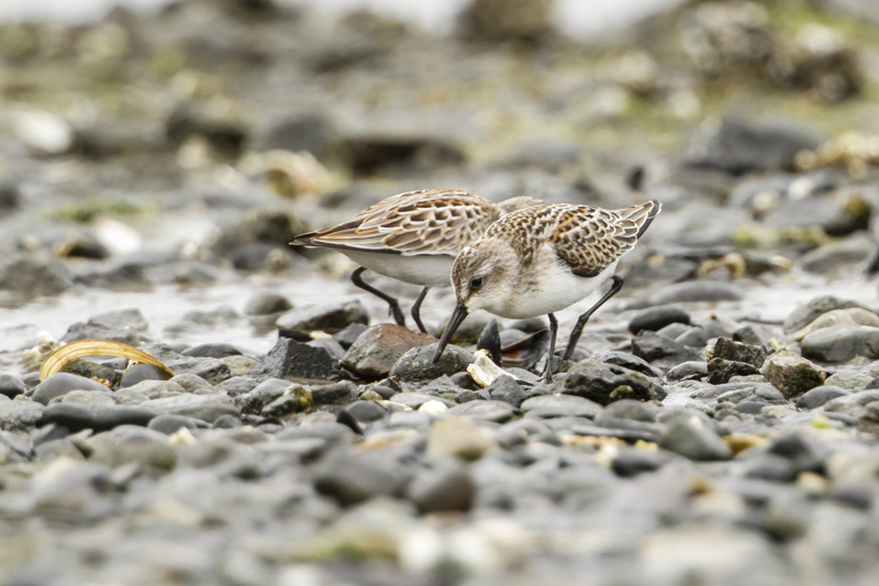 Western Sandpiper (Calidris mauri)