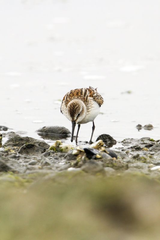 Western Sandpiper (Calidris mauri)