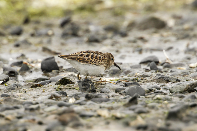 Least Sandpiper (Calidris minutilla)