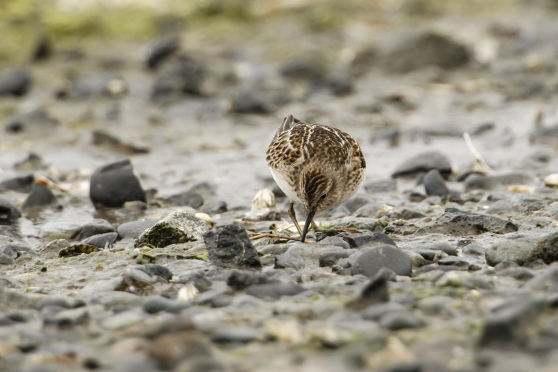 Least Sandpiper (Calidris minutilla)