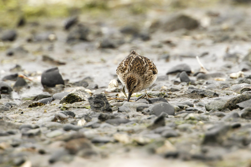 Least Sandpiper (Calidris minutilla)