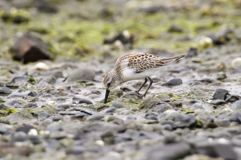 Western Sandpiper (Calidris mauri)