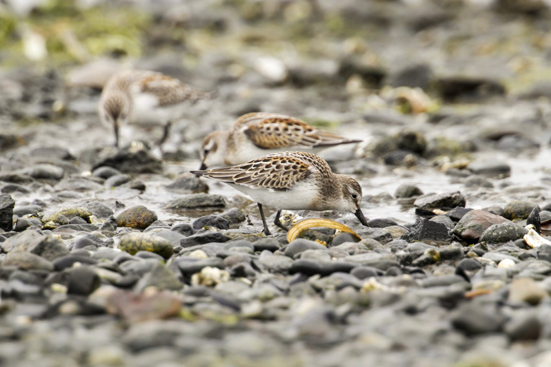 Western Sandpiper (Calidris mauri)