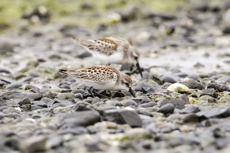 Western Sandpiper (Calidris mauri)
