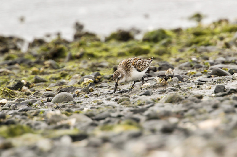 Western Sandpiper (Calidris mauri)