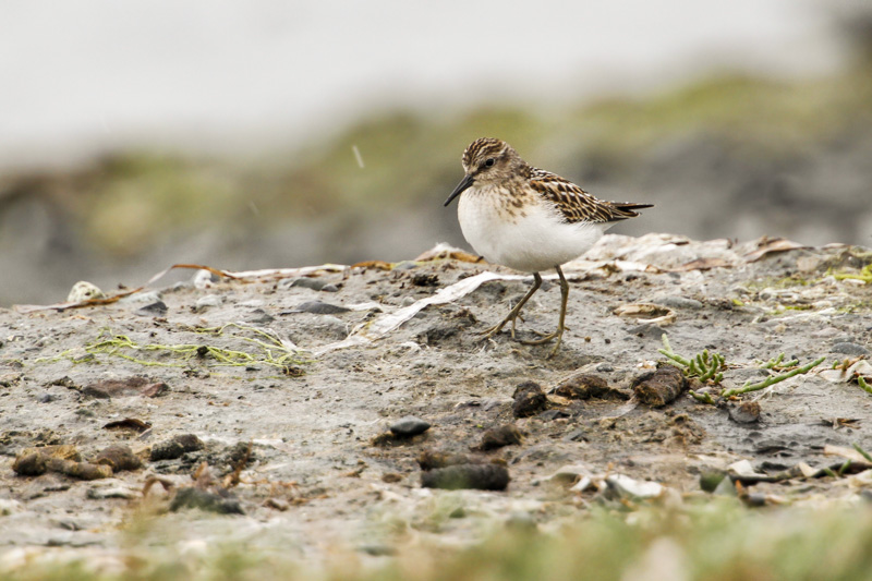 Least Sandpiper (Calidris minutilla)
