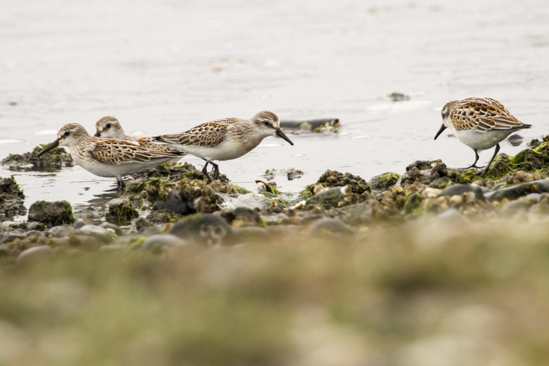 Western Sandpiper (Calidris mauri)