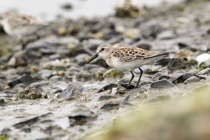 Western Sandpiper (Calidris mauri)