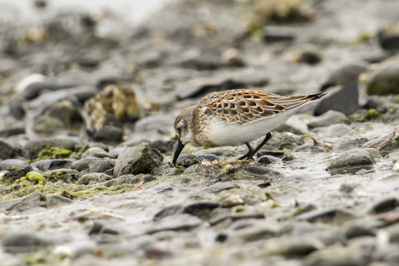 Western Sandpiper (Calidris mauri)