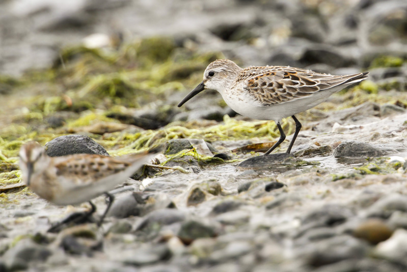 Western Sandpiper (Calidris mauri)