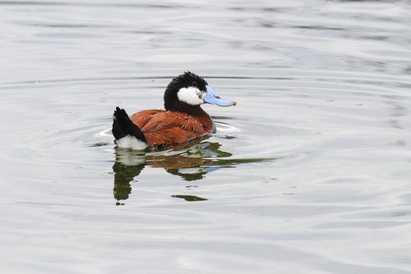Ruddy Duck (Oxyura jamaicensis)